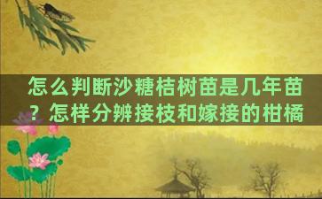 怎么判断沙糖桔树苗是几年苗？怎样分辨接枝和嫁接的柑橘