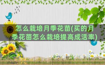 怎么栽培月季花苗(买的月季花苗怎么栽培提高成活率)