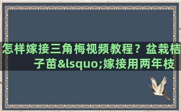 怎样嫁接三角梅视频教程？盆栽桔子苗‘嫁接用两年枝条能成活吗