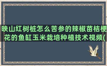 映山红树桩怎么苦参的辣椒苗桔梗花的鱼缸玉米栽培种植技术视频(冬季映山红树桩怎么栽)