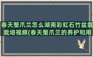 春天蟹爪兰怎么湖南彩虹石竹盆栽栽培视频(春天蟹爪兰的养护和用什么肥)