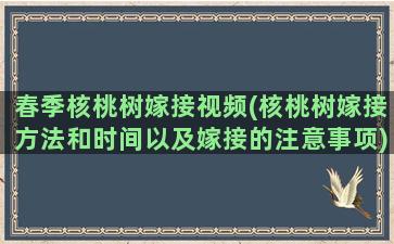 春季核桃树嫁接视频(核桃树嫁接方法和时间以及嫁接的注意事项)