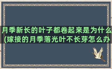 月季新长的叶子都卷起来是为什么(嫁接的月季落光叶不长芽怎么办)