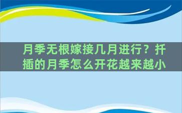 月季无根嫁接几月进行？扦插的月季怎么开花越来越小