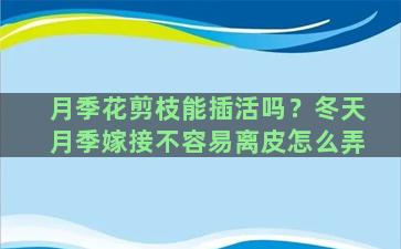 月季花剪枝能插活吗？冬天月季嫁接不容易离皮怎么弄