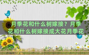 月季花和什么树嫁接？月季花和什么树嫁接成大花月季花