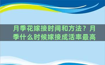 月季花嫁接时间和方法？月季什么时候嫁接成活率最高