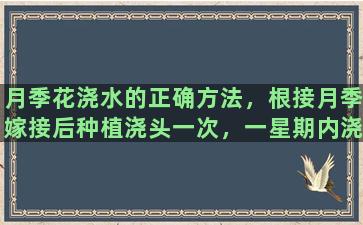 月季花浇水的正确方法，根接月季嫁接后种植浇头一次，一星期内浇水好还是不浇好