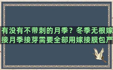 有没有不带刺的月季？冬季无根嫁接月季接芽需要全部用嫁接膜包严还是留芽