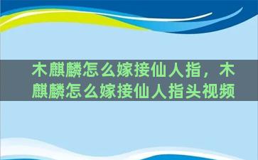 木麒麟怎么嫁接仙人指，木麒麟怎么嫁接仙人指头视频