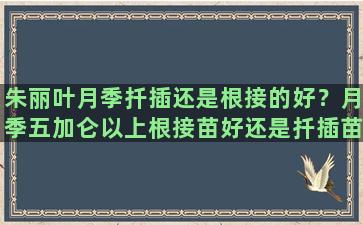 朱丽叶月季扦插还是根接的好？月季五加仑以上根接苗好还是扦插苗好