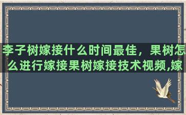 李子树嫁接什么时间最佳，果树怎么进行嫁接果树嫁接技术视频,嫁接方法图解