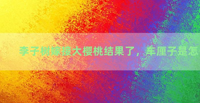 李子树嫁接大樱桃结果了，车厘子是怎么嫁接的