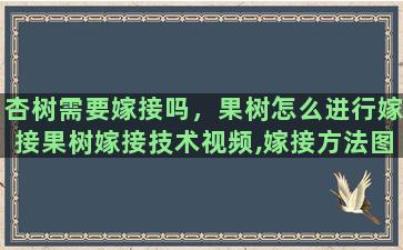 杏树需要嫁接吗，果树怎么进行嫁接果树嫁接技术视频,嫁接方法图解