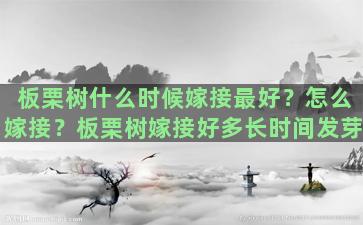 板栗树什么时候嫁接最好？怎么嫁接？板栗树嫁接好多长时间发芽