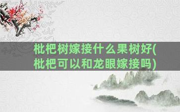 枇杷树嫁接什么果树好(枇杷可以和龙眼嫁接吗)