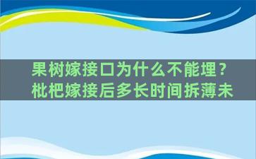 果树嫁接口为什么不能埋？枇杷嫁接后多长时间拆薄未