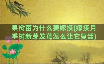 果树苗为什么要嫁接(嫁接月季树新芽发蔫怎么让它复活)