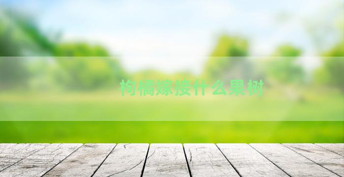 枸橘嫁接什么果树