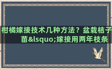 柑橘嫁接技术几种方法？盆栽桔子苗‘嫁接用两年枝条能成活吗