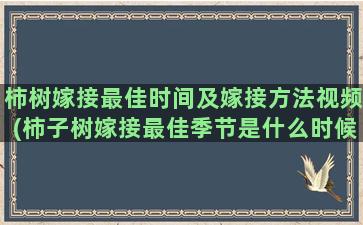 柿树嫁接最佳时间及嫁接方法视频(柿子树嫁接最佳季节是什么时候)