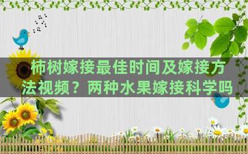 柿树嫁接最佳时间及嫁接方法视频？两种水果嫁接科学吗