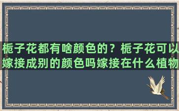 栀子花都有啥颜色的？栀子花可以嫁接成别的颜色吗嫁接在什么植物上能变成红色