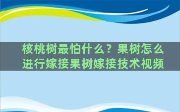 核桃树最怕什么？果树怎么进行嫁接果树嫁接技术视频