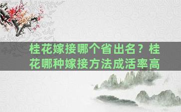 桂花嫁接哪个省出名？桂花哪种嫁接方法成活率高