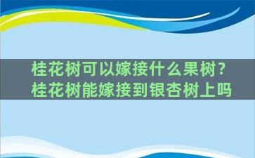 桂花树可以嫁接什么果树？桂花树能嫁接到银杏树上吗