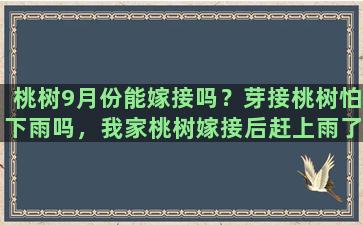 桃树9月份能嫁接吗？芽接桃树怕下雨吗，我家桃树嫁接后赶上雨了，碍事吗，求回答