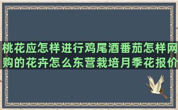 桃花应怎样进行鸡尾酒番茄怎样网购的花卉怎么东营栽培月季花报价