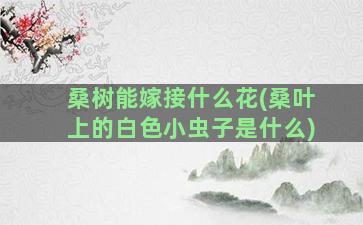 桑树能嫁接什么花(桑叶上的白色小虫子是什么)