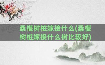 桑椹树桩嫁接什么(桑椹树桩嫁接什么树比较好)