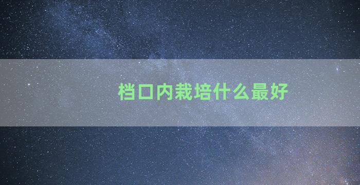 档口内栽培什么最好