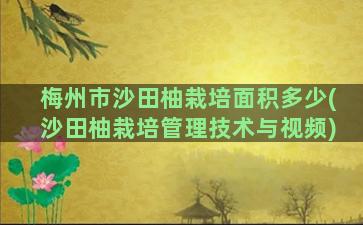 梅州市沙田柚栽培面积多少(沙田柚栽培管理技术与视频)