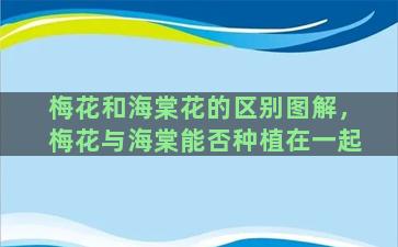 梅花和海棠花的区别图解，梅花与海棠能否种植在一起