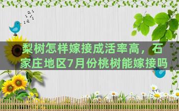 梨树怎样嫁接成活率高，石家庄地区7月份桃树能嫁接吗