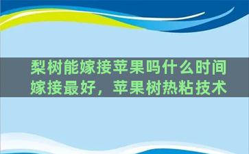 梨树能嫁接苹果吗什么时间嫁接最好，苹果树热粘技术