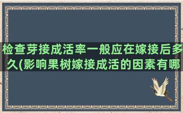 检查芽接成活率一般应在嫁接后多久(影响果树嫁接成活的因素有哪些)