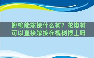 榔榆能嫁接什么树？花椒树可以直接嫁接在槐树根上吗