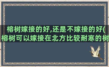 榕树嫁接的好,还是不嫁接的好(榕树可以嫁接在北方比较耐寒的树上或其它植物)