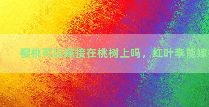 樱桃可以嫁接在桃树上吗，红叶李能嫁接丁香吗