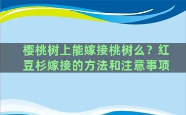 樱桃树上能嫁接桃树么？红豆杉嫁接的方法和注意事项