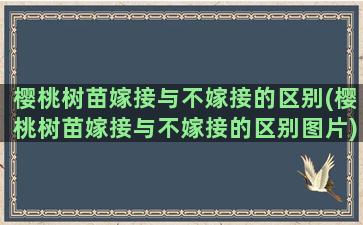 樱桃树苗嫁接与不嫁接的区别(樱桃树苗嫁接与不嫁接的区别图片)