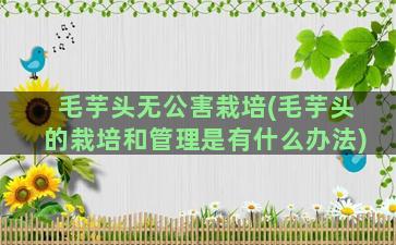 毛芋头无公害栽培(毛芋头的栽培和管理是有什么办法)