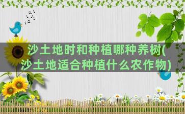 沙土地时和种植哪种养树(沙土地适合种植什么农作物)