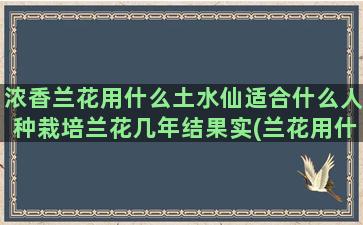 浓香兰花用什么土水仙适合什么人种栽培兰花几年结果实(兰花用什么土养)