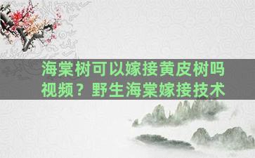 海棠树可以嫁接黄皮树吗视频？野生海棠嫁接技术