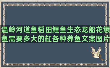 温岭河道鱼稻田鲤鱼生态龙船花鳜鱼需要多大的缸各种养鱼文案图片搞笑